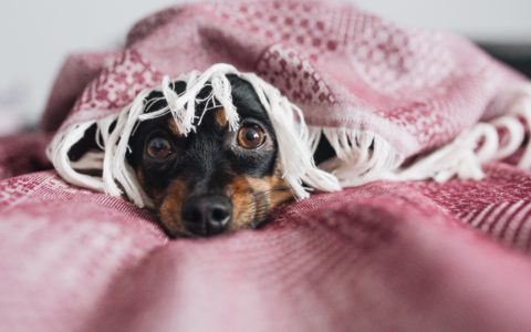 Głuchota – problem seniora i opiekunów